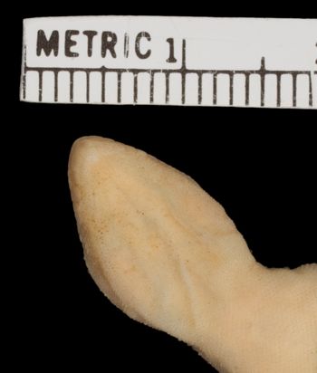 Media type: image;   Herpetology R-31575